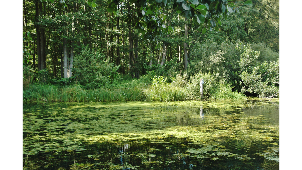 die unberührte Flusslandschaft der wilden Wakenitz und ihr Auwald, der Amazonas Deutschlands en miniature