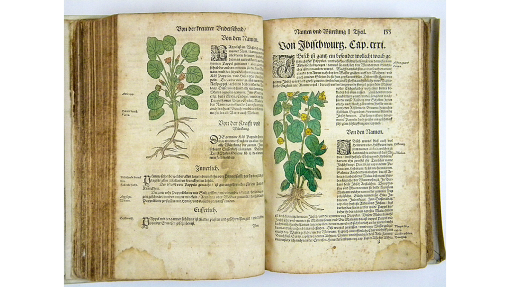 ein Blick in das Kreutterbuch von Hieronymus Bock, Arzt und Botaniker im Pfälzerwald