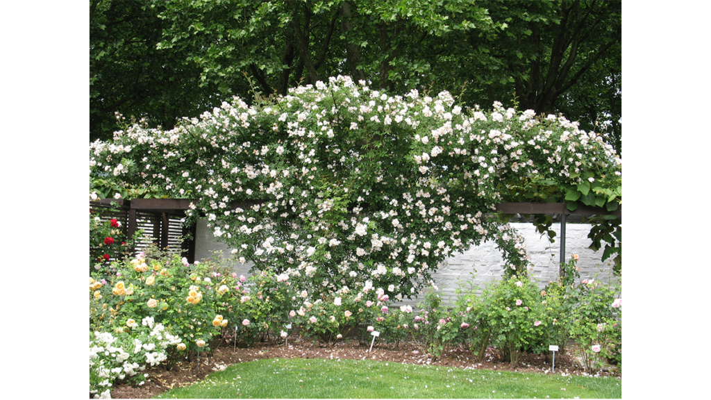 eine Wand aus Kletterrosen an einer Mauer im Rosengarten in Zweibrücken, mitten im Garten der Blume der Liebe