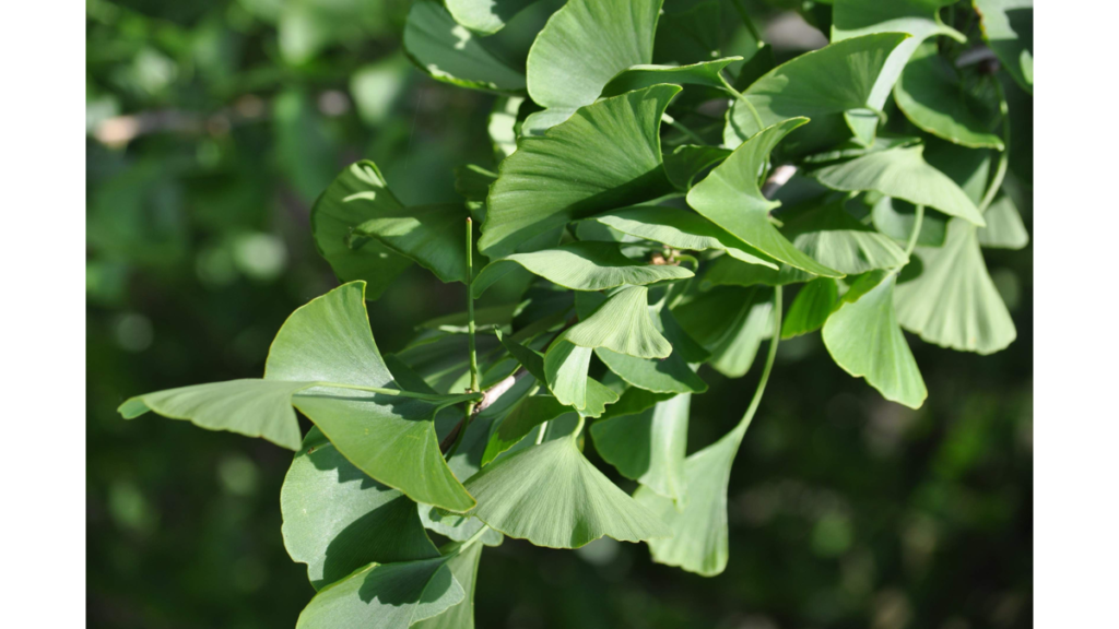 Grüne Gingko Blätter der Gattung Gingko Biloba
