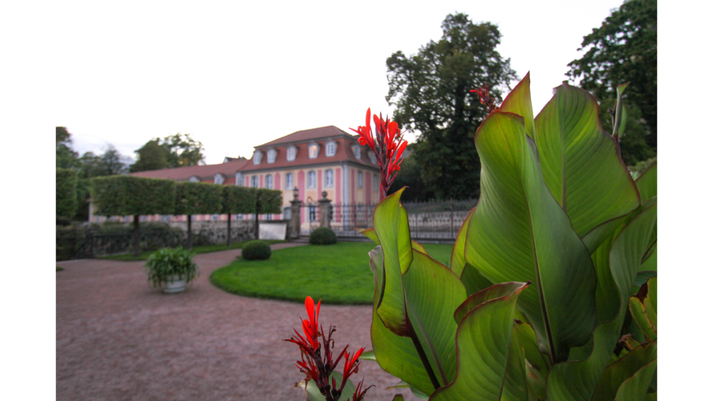 Im Vordergrund sind Pflanzen der Gartenanlage zusehen, im Hintergrund das Dornburger Schloss