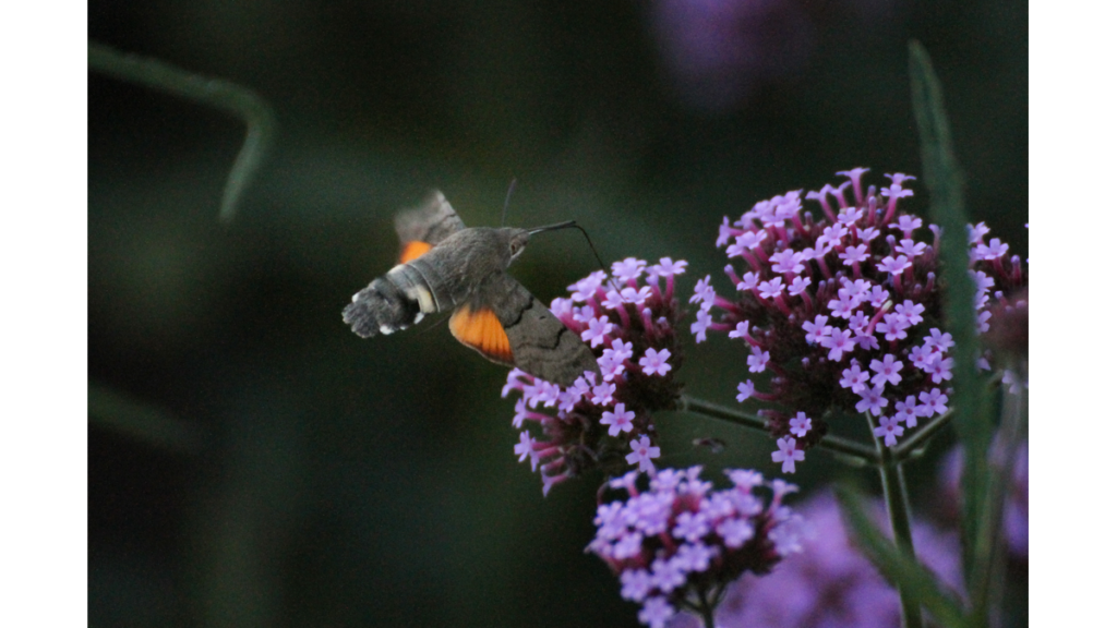 Ein Schmetterling im Anflug auf eine Blume im Dornberger Schlössergarten