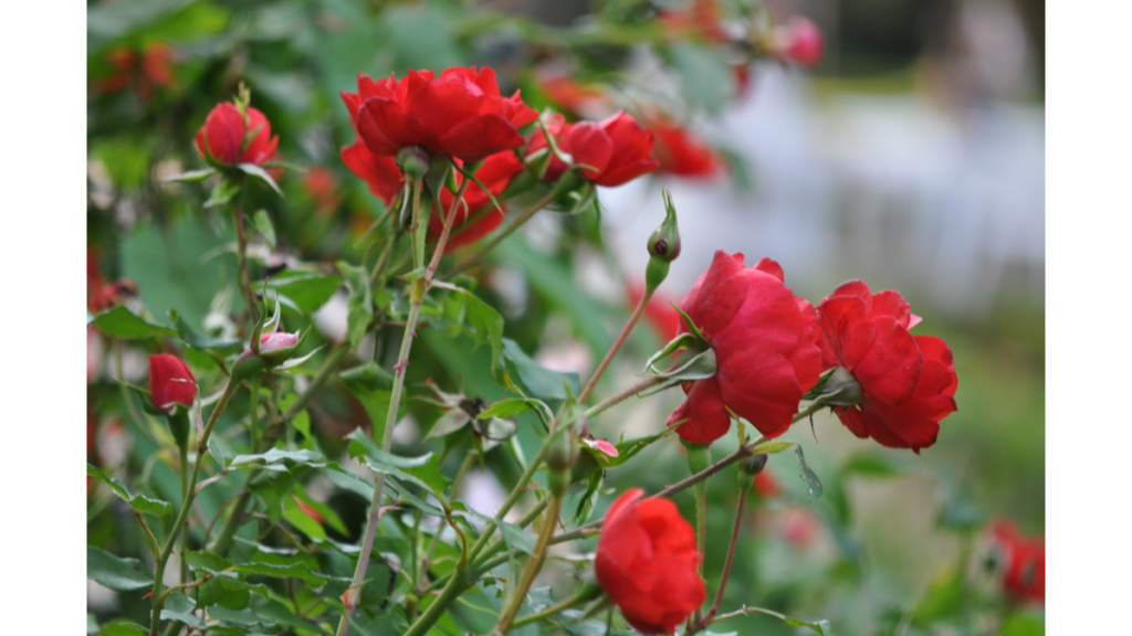 Rote Rosen im Schlosspark