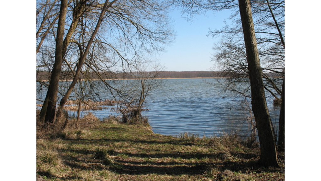 Der Blick vom Ufer zwischen kahlen Bäumen auf einen See