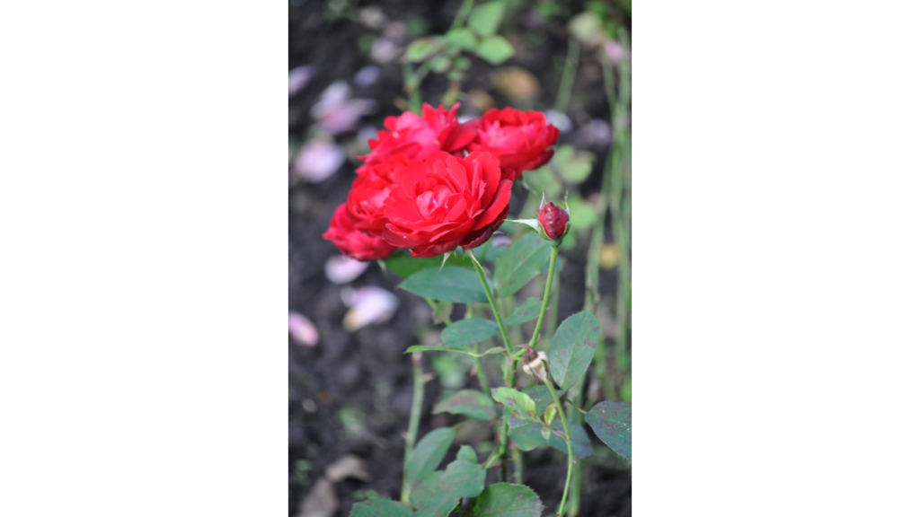 Eine rote Rosen