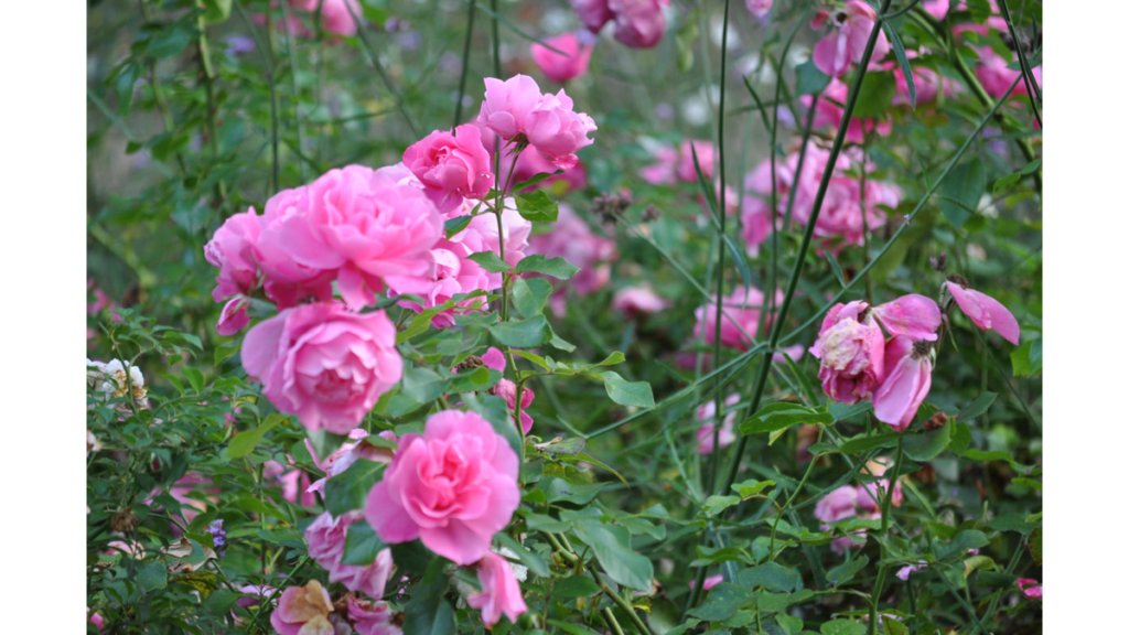 Eine Rosenhecke mit rosa Blüten