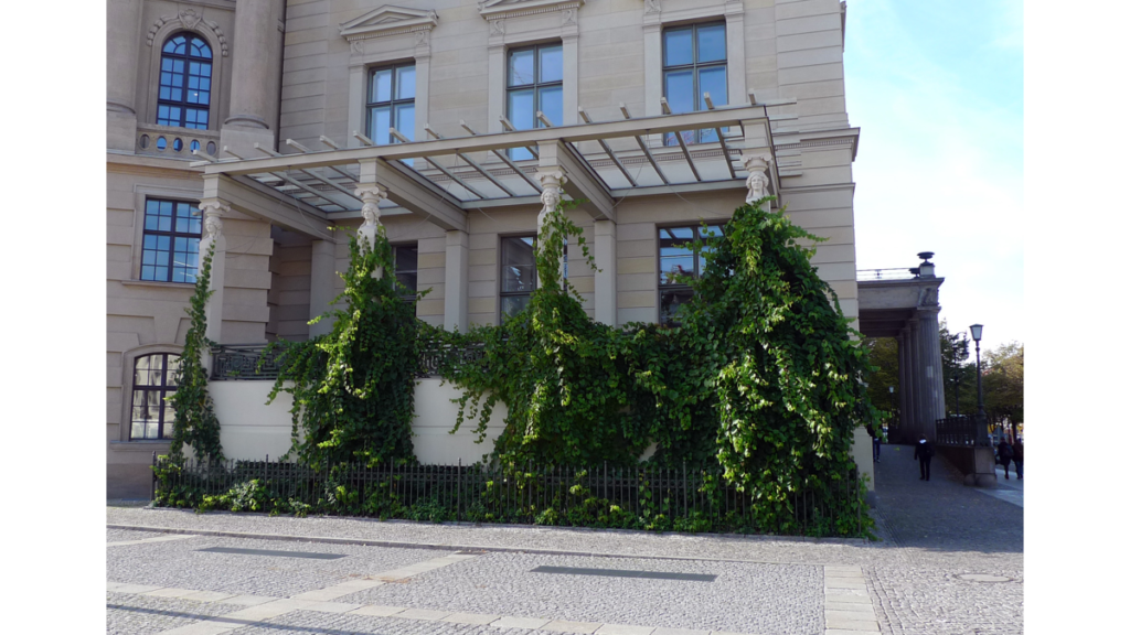 Eine begrünte Pergola oder Terrasse als Vorbau am Alten Palais