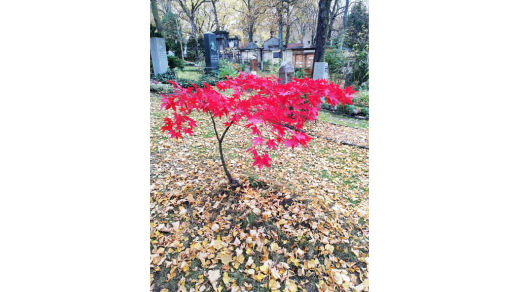 Ein kleiner japanischer Ahorn mit roten Blättern