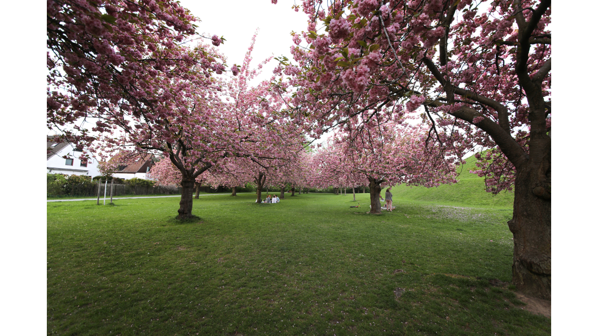 Der Otto Lilienthal Park nur Fliegen ist schöner Buskompass