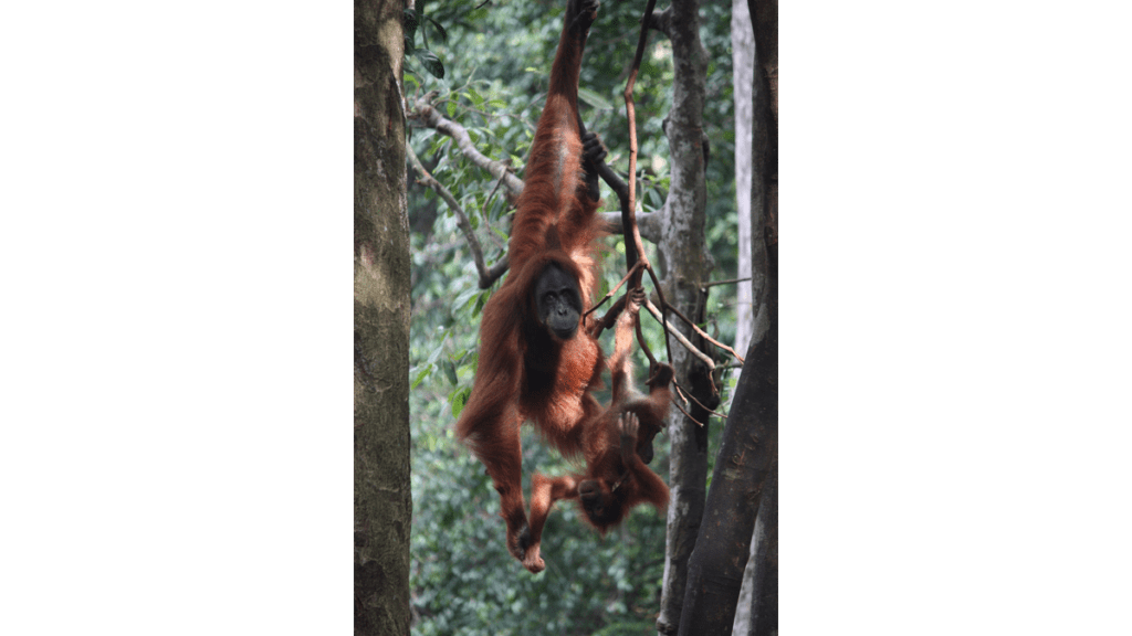 Eine Orang-Utan Mutter mit Kind im Leipziger Zoo