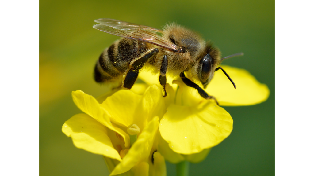 Eine Honigbiene auf einer gelben Blüte