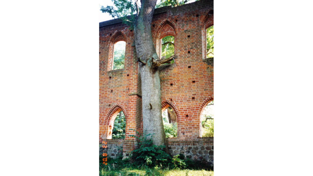Ein Baum vor der Seitenwand des Langhauses der Ruine des Klosters Boitzenburg