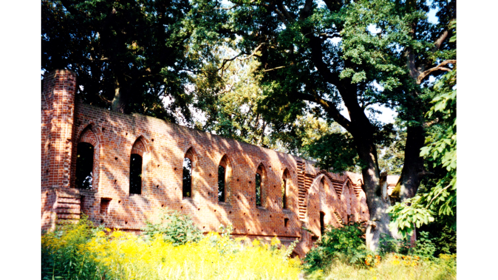 Die aus rotem Backstein bestehende und von Bäumen umgebene Wand der Kirche der Klosterruine