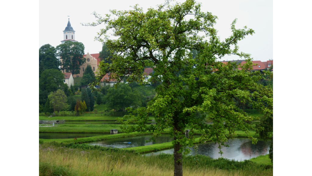 Ein Baum steht vor den Fischteichen, die von Zisterziensern angelegt wurden. Im Hintergrund befindet sich die Kirche St.Maria auf dem Berge in Boitzenburg