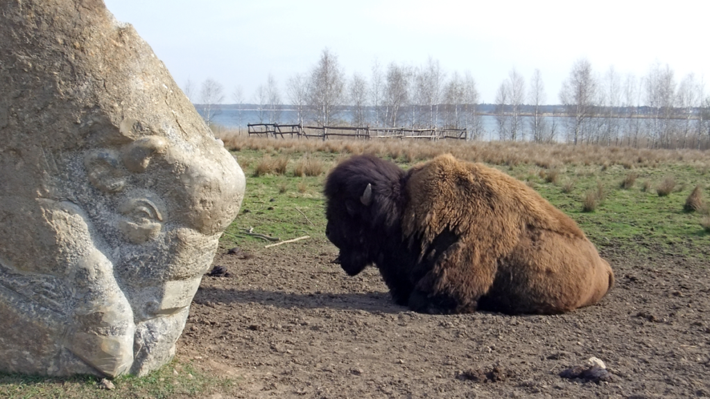 Ein Bison hat es sich vor einem behauenen Stein gemütlich gemacht