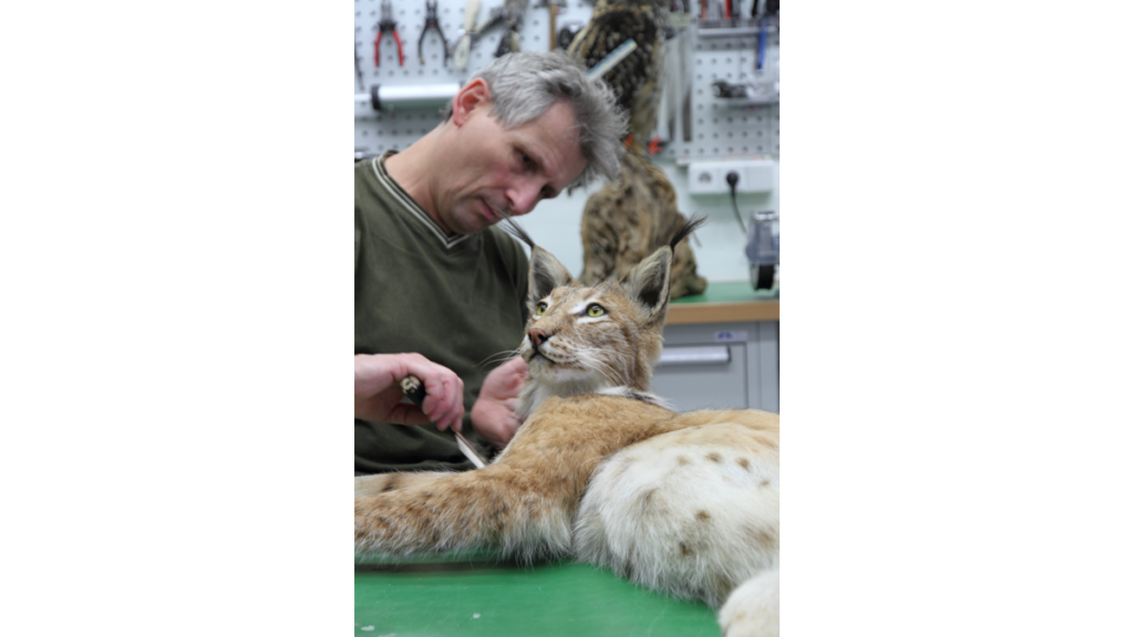 Tierpräparator René Diebitz bei der Arbeit an einem Luchs im Naturkundemuseum