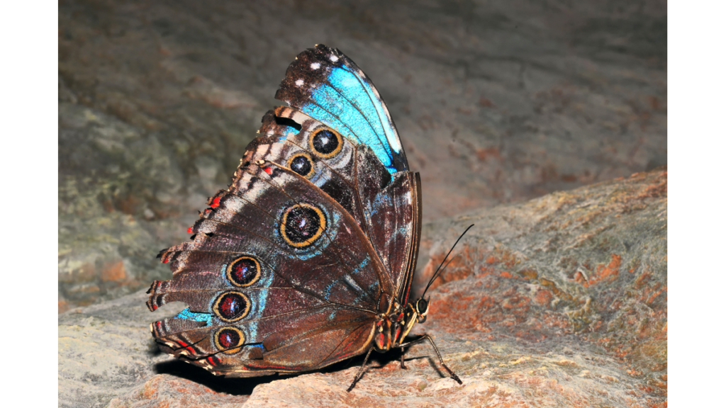 Ein blauer Morphofalter mit vielen vorgetäuschten Augen auf den Schmetterlingsflügeln.