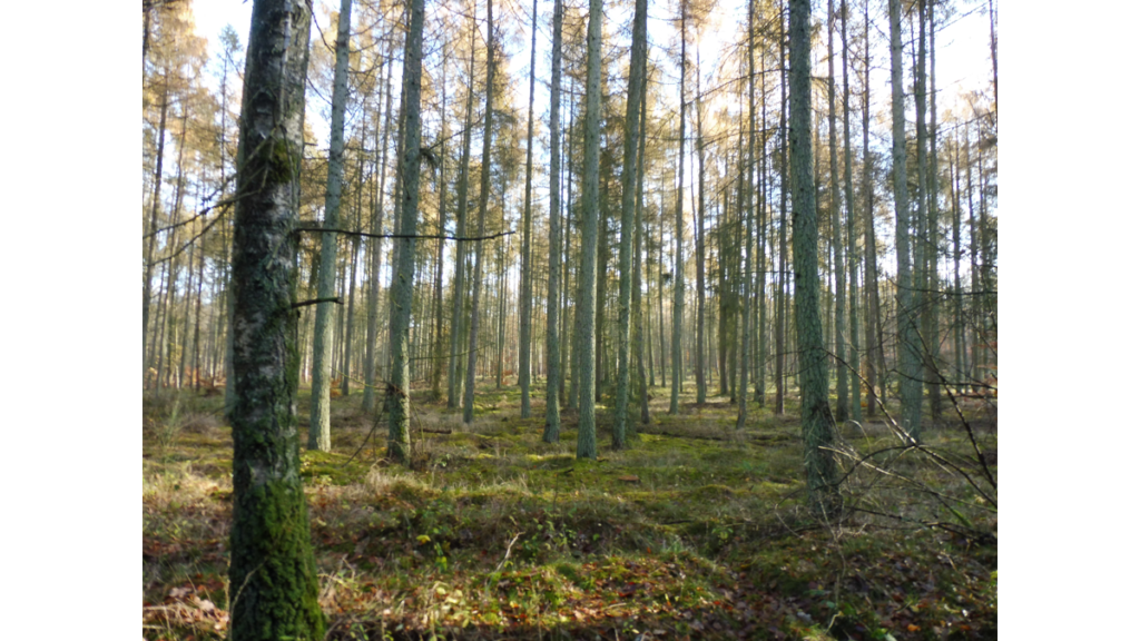 Ein Wald, in dem das Stasi-Museum liegen könnte. Eine unauffällige Umgebung mit Wald.