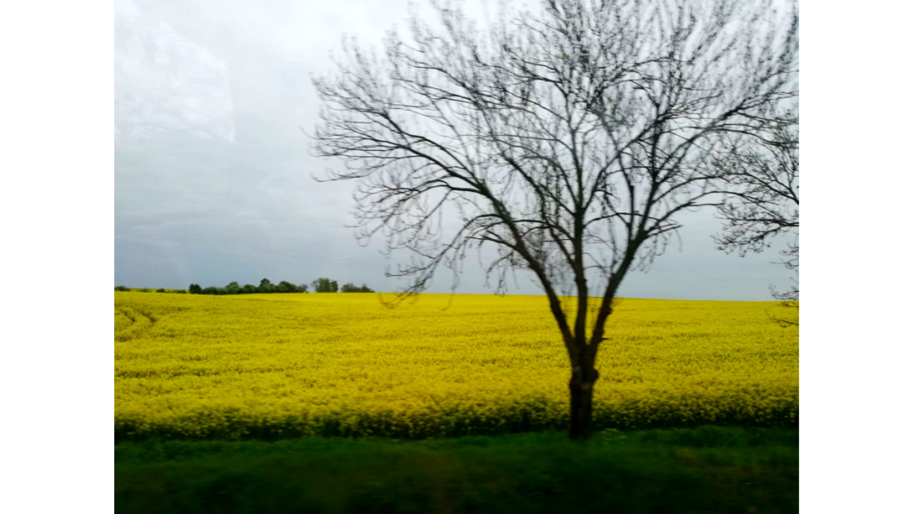 Blühende gelbe Rapsfelder mit einem Baum im Vordergrund