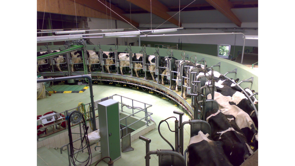 Ein Melkkarussel mit Kühen in einem modernen Stall