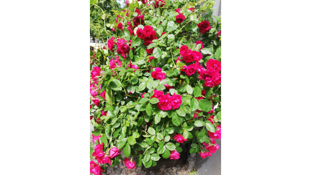 Ein üppig blühender Rosenbusch mitten im Soldiner Kiez