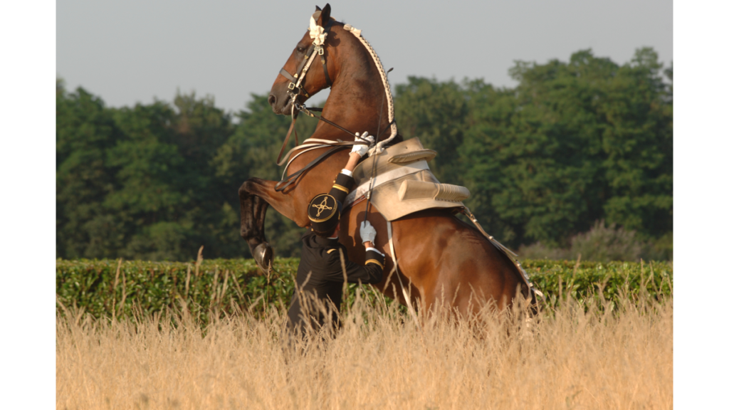 Ein Pferd in der Figur der Courbette, die auch der Goldene Reiter zeigt.