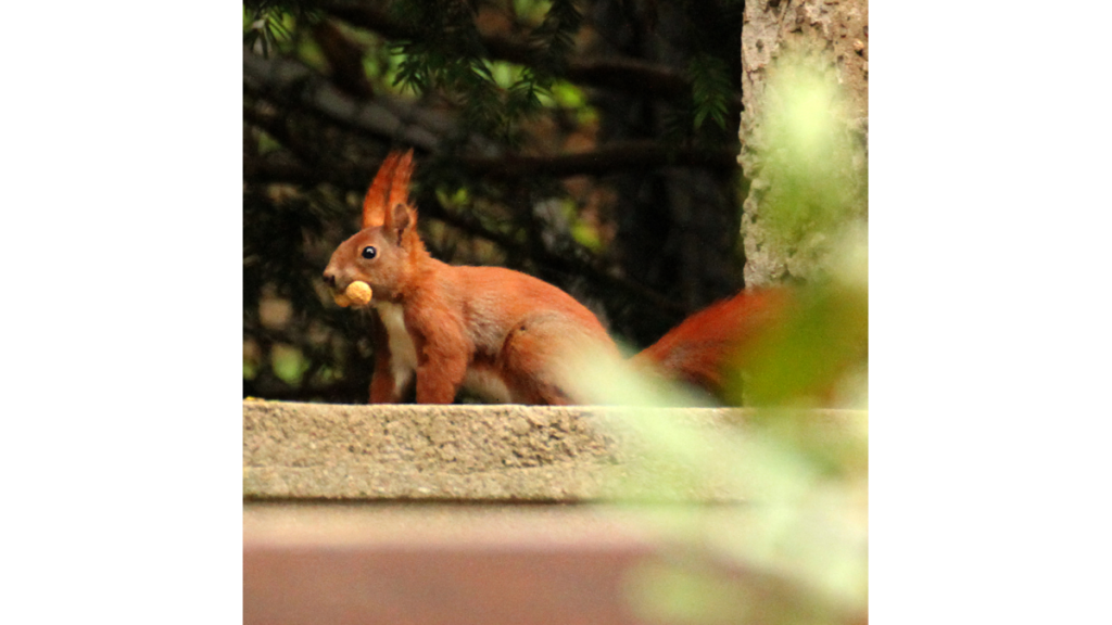 Ein Eichhörnchen mit einer Erdnuss