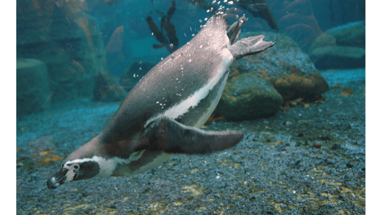 In der Außenanlage im Dresdener Zoo taucht ein Humboldt-Pinguin.