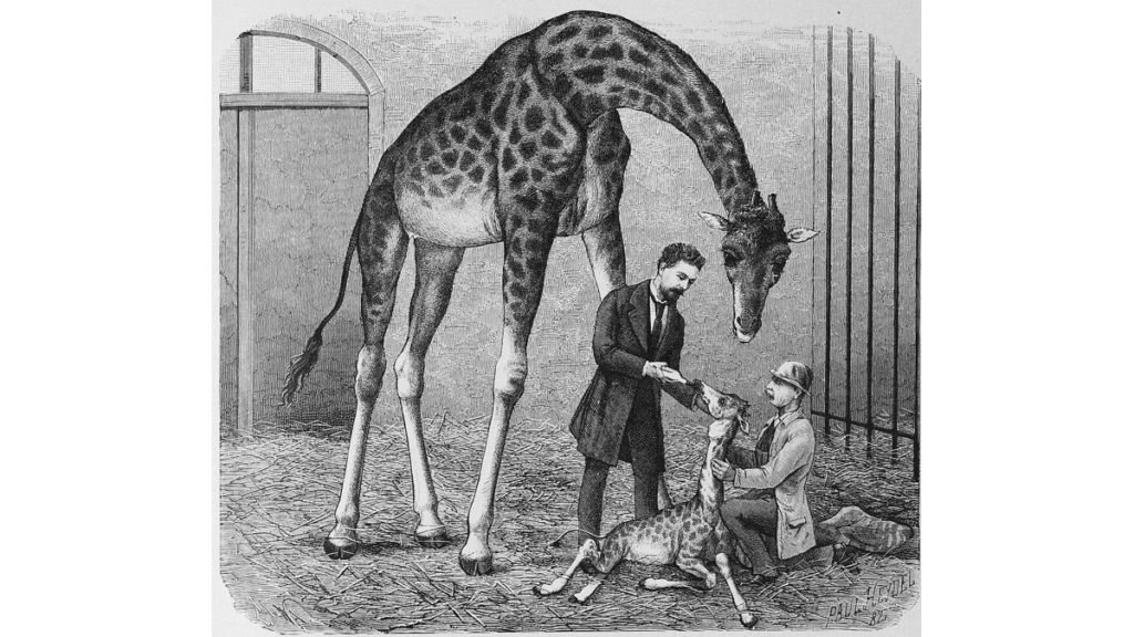 In der Zeitung Die Gartenlaube von 1882 findet sich eine Zeichnung von Giraffen mit Besuchern im Dresdener Zoo