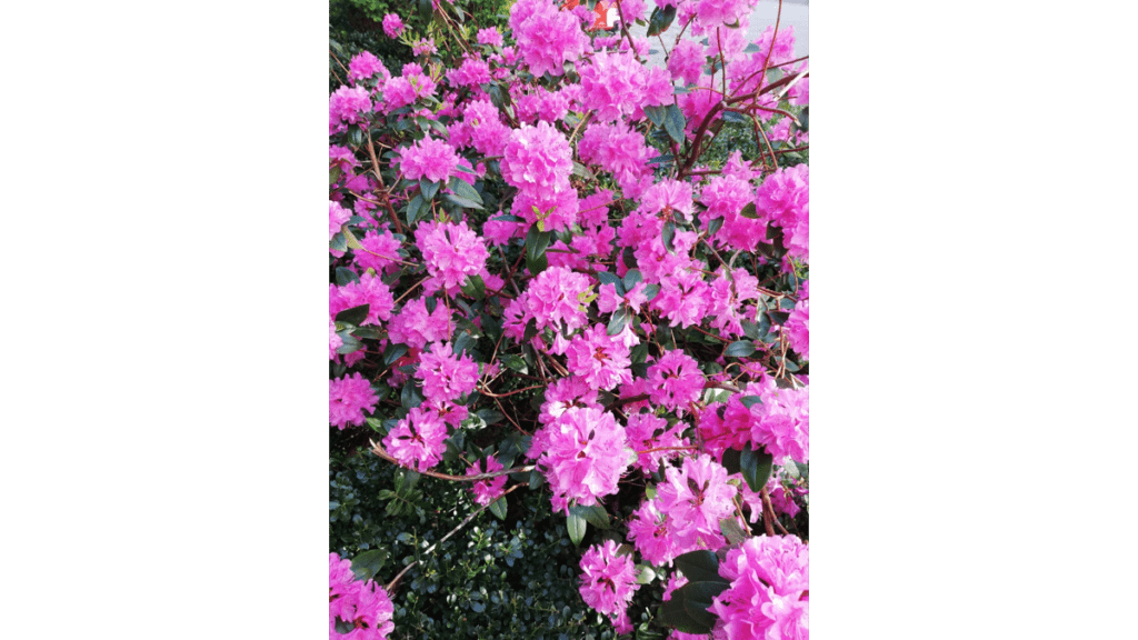 Ein Rhododendron sorgt für Farbtupfer auf dem Gelände des ehemaligen Krankenhauses Moabit