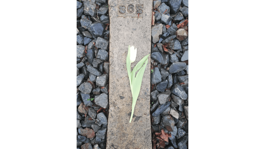 Eine Tulpe zum Holocaust Gedenktag 2023 am Gleis 69