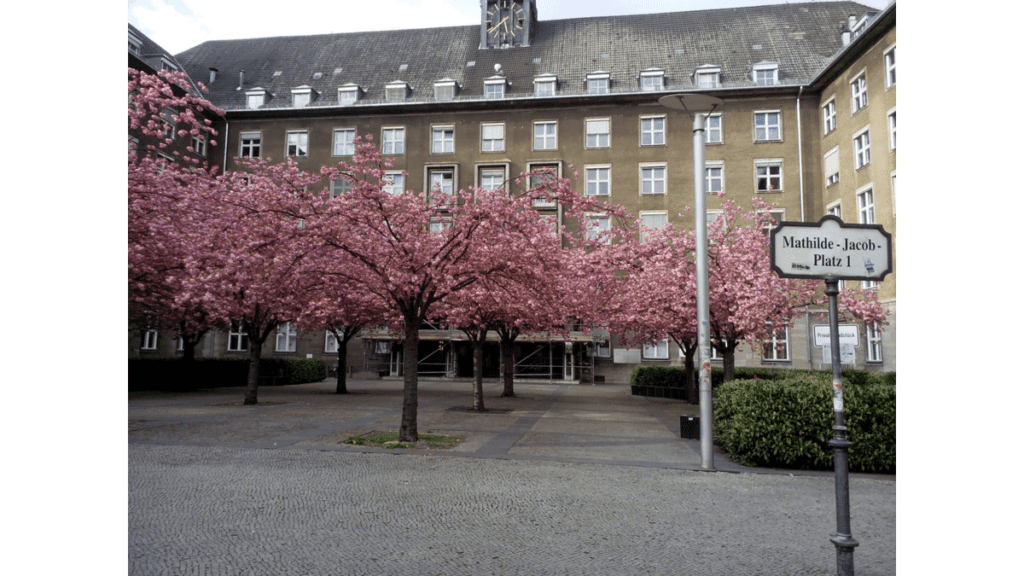 Kirschbäume vor dem Rathaus Tiergarten.