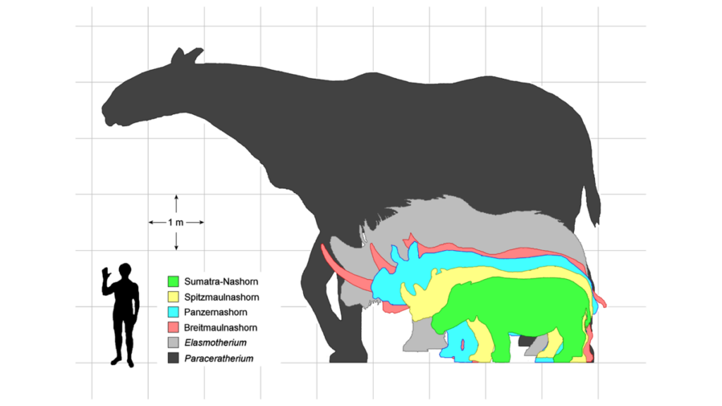 Eine Grafik mit einem Größenvergleich zwischen dem Paraceratherium, Nashörnern und dem Menschen.