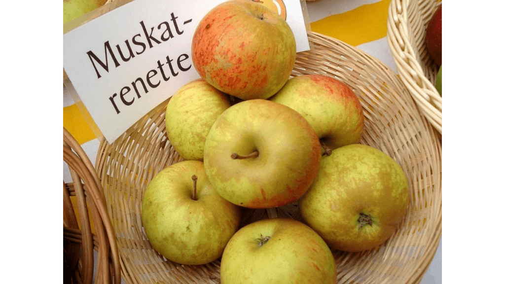 Äpfel der Sorte Muskatrenette von einer Streuobstwiese im Kompetenzzentrum Streuobstwiese.