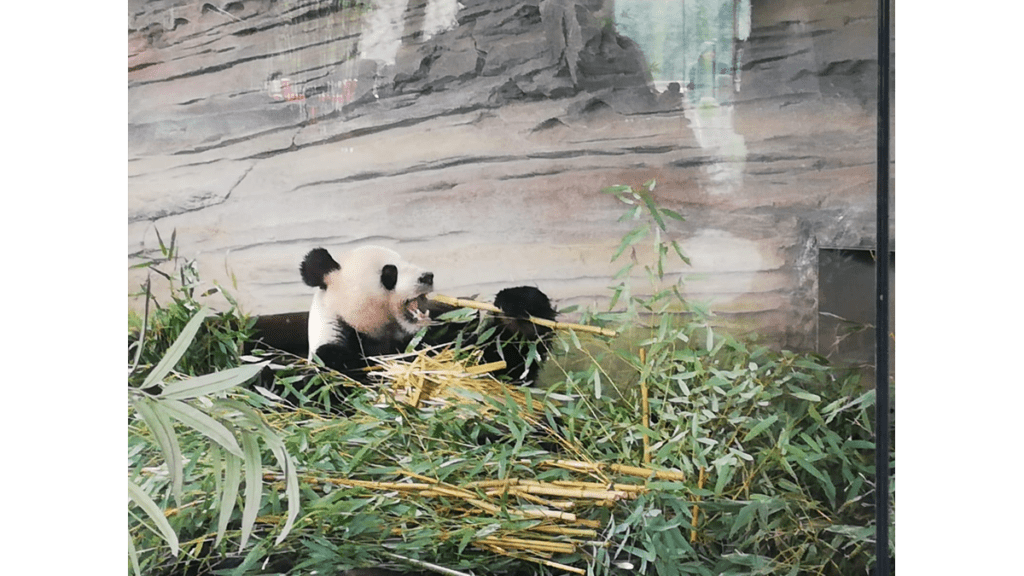 Ein Panda beim Bambusessen im Berliner Zoo.