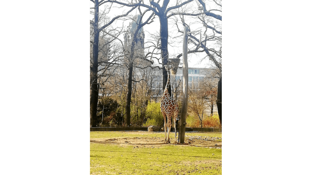 Eine Giraffe im Gehege des Beliner Zoos, im Hintergrund die Gedächtniskirche
