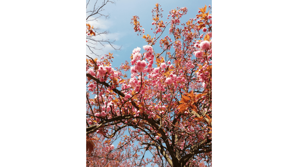 Ein Ast voller blühender Kirschblüten im Frühling.