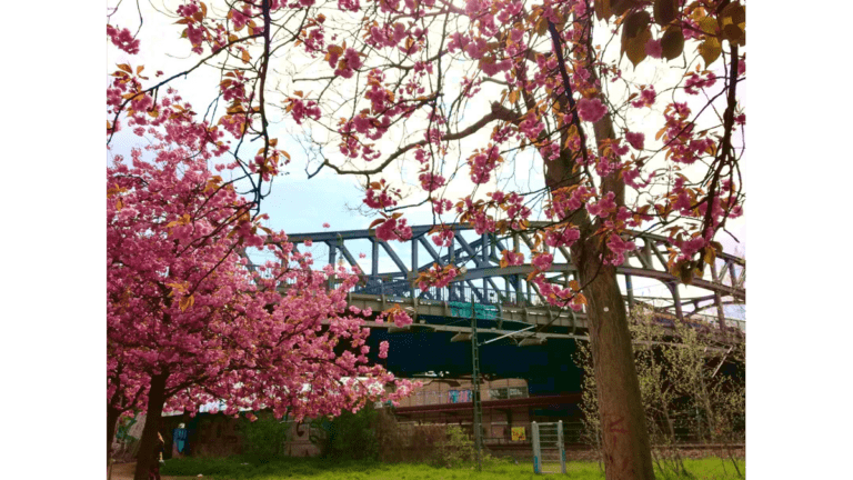 Blühende Kirschbäume passend zum Kirschblütenfest vor der Bösebrücke an der Bornholmer Straße in Berlin.