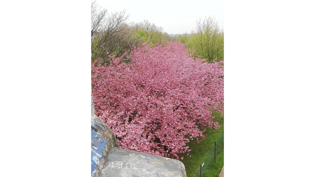 Der Blick von der Bösebrücke auf die Kirschbäume an Hanami, dem Kirschblütenfest