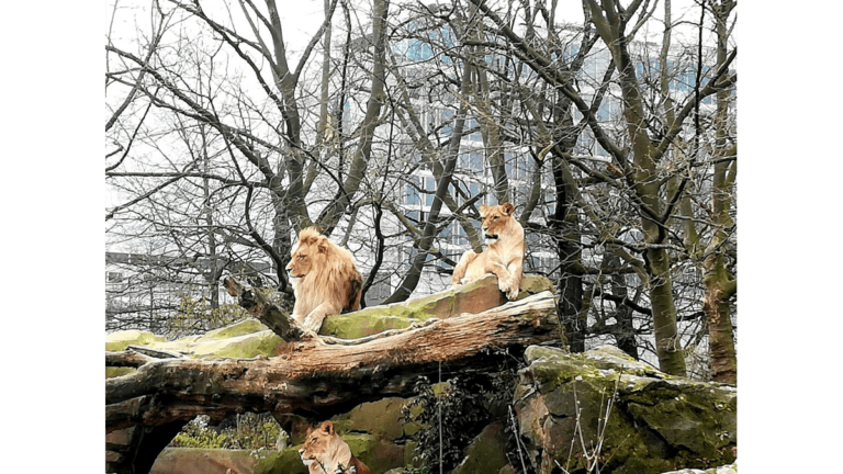 Löwen im Gehege im Berliner Zoo