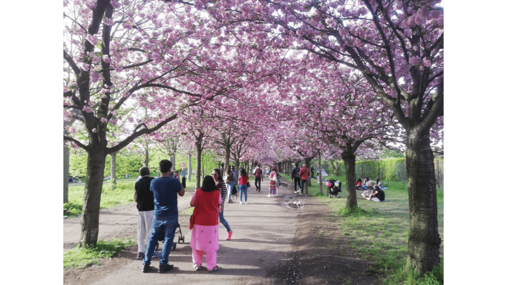 Menschen aus aller Welt genießen das Kirschblütenfest in Berlin.