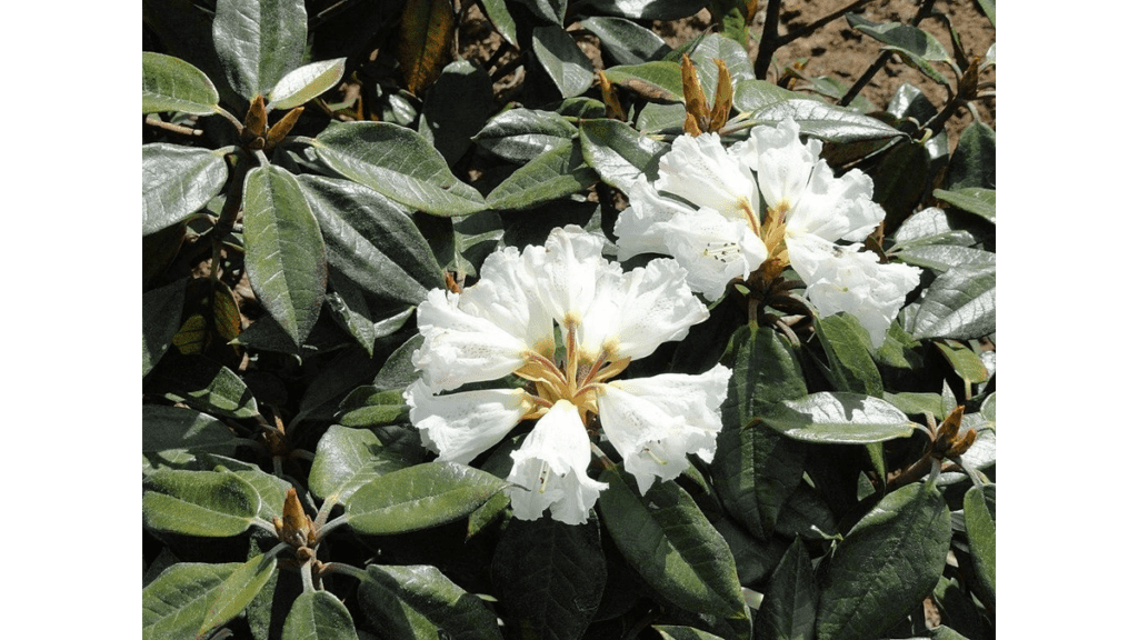 Eine weiße Rhododendronblüte. Es gibt zur Blütezeit Tausende davon im Azaleen- und Rhododendronpark Kromlau.