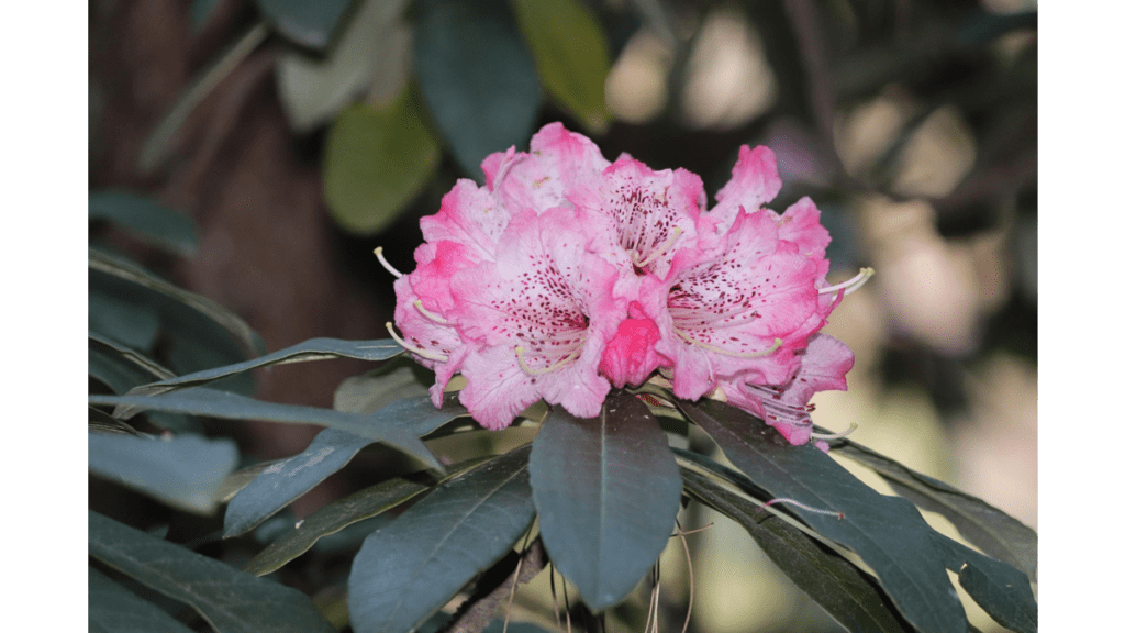 Die Blüte eines Rhododendron campanulatum.