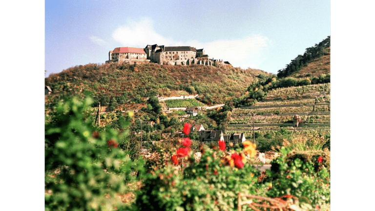 Schloss Neuenburg hoch über der Unstrut, im Vordergrund sind Weinberge.
