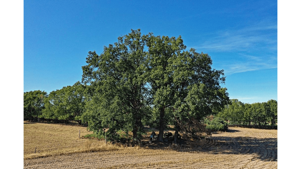 Ein Hünengrab unter Bäumen bei Diesdorf. Es ist eines der drei erhaltenen Hunengräber in der Altmark.