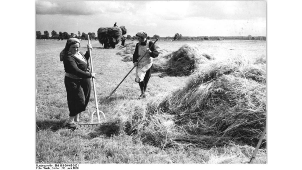 Eine Fotografie von der Heuernte in den 50er Jahren in Brandenburg.