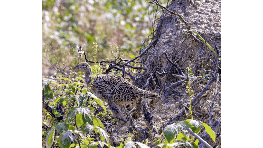 Eine Birkhenne im Unterholz.