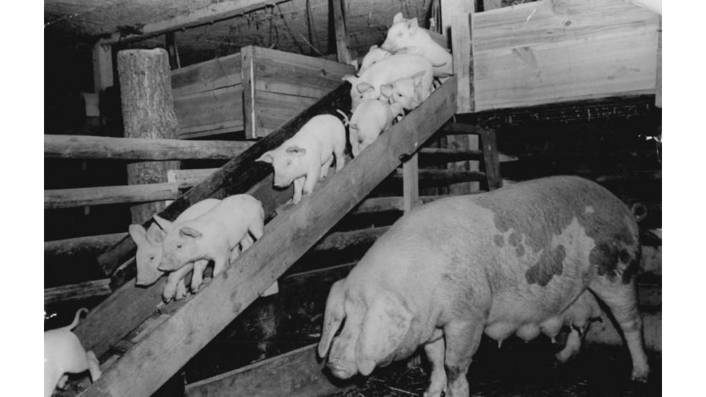 Schweinezucht im Oberhavelland in den 50-er Jahren mit einem Ferkelbalkon.