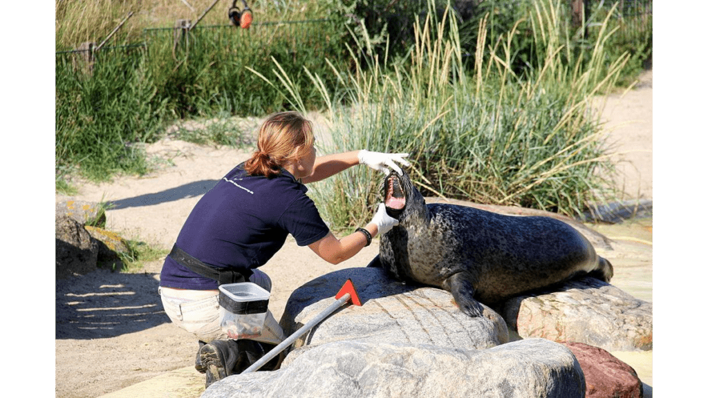 Eine Untersuchung einer Kegelrobbe durch eine Tierpflegerin in der Seehundstation Friedrichskoog.