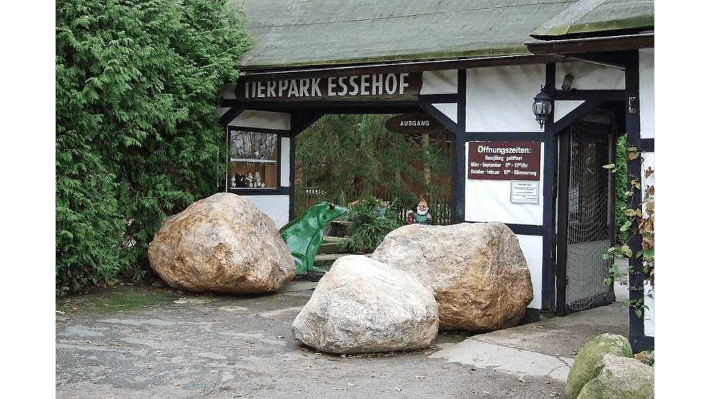 Ein großer grüner Frosch versteckt sich hinter Felsbrocken im Eingangsbereich des Tierparks Essehof.